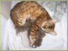Bengal kittens