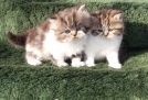 Exotic Shorthair kittens