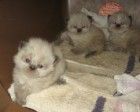 Himalayan kittens