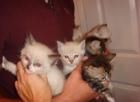 Ragdolls kittens