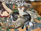 Egyptian Mau kittens