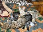 Savannah kittens