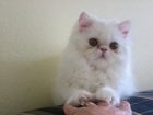 Persian kittens