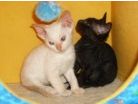 Donsko Sphynx kittens