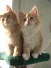 Maine Coon kittens