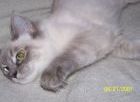 Ragdolls kittens