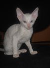 Cornish Rex kittens for sale