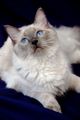Ragdolls kittens
