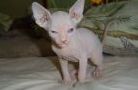 Sphynx kittens for sale