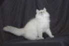 Ragdolls kittens