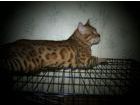 Bengal kittens