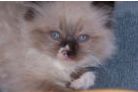Ragdolls kittens