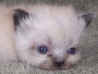 Munckin kittens