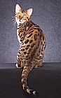 Bengal kittens for sale