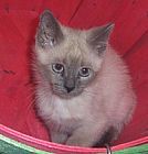 Siamese kittens
