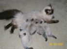 Himalayan kittens
