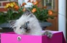 Ragdoll kitens for sale New York