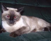 Siamese kittens