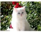 Persian kittens