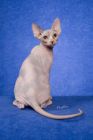Sphynx kittens for sale