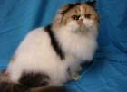 Persian kittens