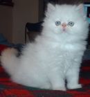 Himalayan kittens