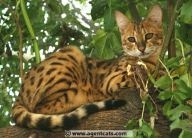 Savannah kittens