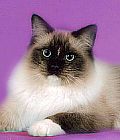 Ragdoll kitens for sale California