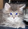 Siberian kittens for sale