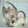 Siamese kittens