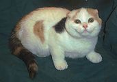 Scottish Fold kittens for sale