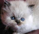 Persian kittens