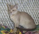 Burmese kitten