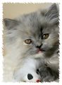 Selkirk Rex kittens for sale 