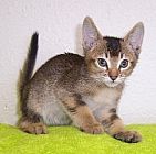 Abyssinian kitten