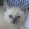 Balinese kittens for sale