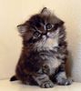 Persian kittens