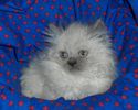 Himalayan kittens