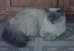 Himalayan kittens
