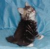 Maine Coon kittens