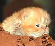 Persian kittens for sale
