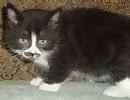 Exotic Persian Mix kittens for sale