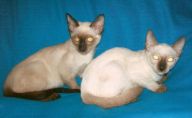 Siamese kittens