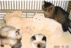 Himalayan kittens