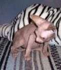 Sphynx kittens for sale