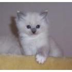 Ragdolls kittens