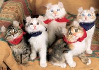 American Curl kittens