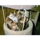 Bengal kittens