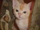 Burmese kittens