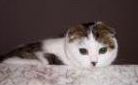 Scottish Fold kittens for sale